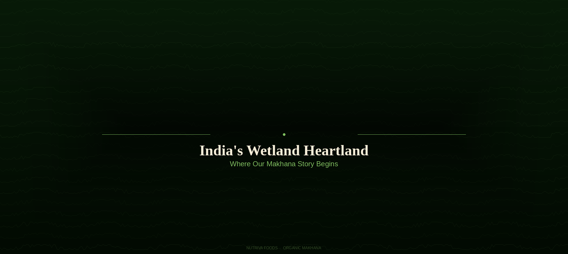 India's freshwater wetlands at dawn β origin of Nutriva Foods Makhana